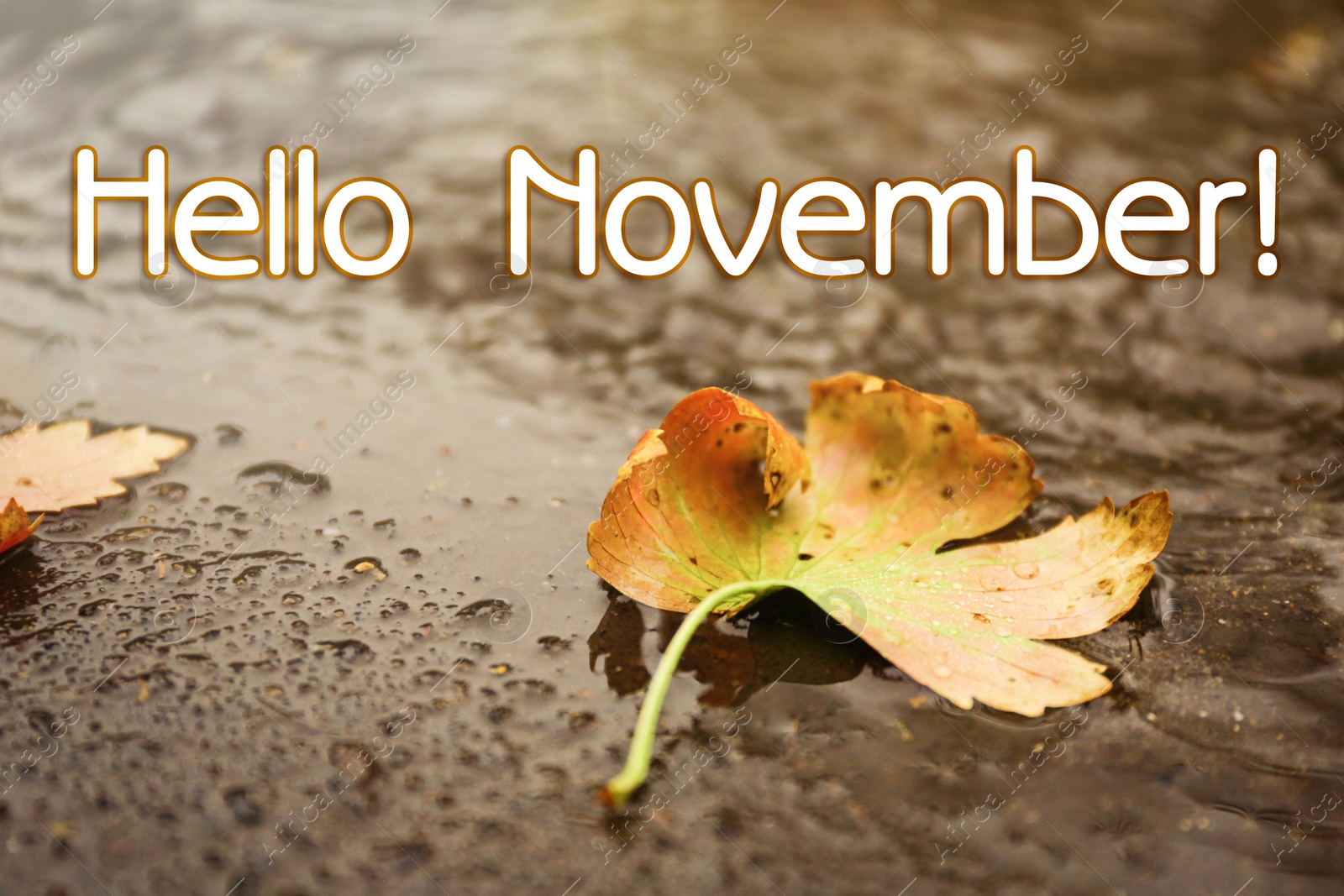 Image of Hello November card. Autumn leaf on rainy day, closeup