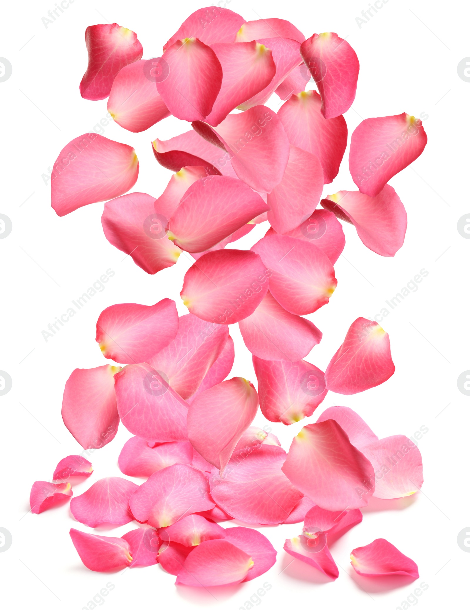 Image of Falling fresh pink rose petals on white background