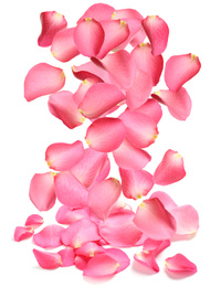 Falling fresh pink rose petals on white background