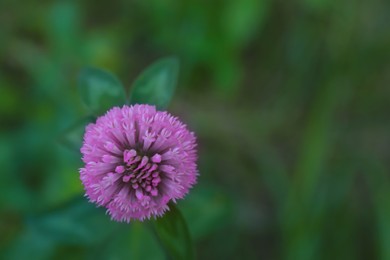 Photo of Top view of beautiful violet clover flower growing outdoors, closeup. Space for text
