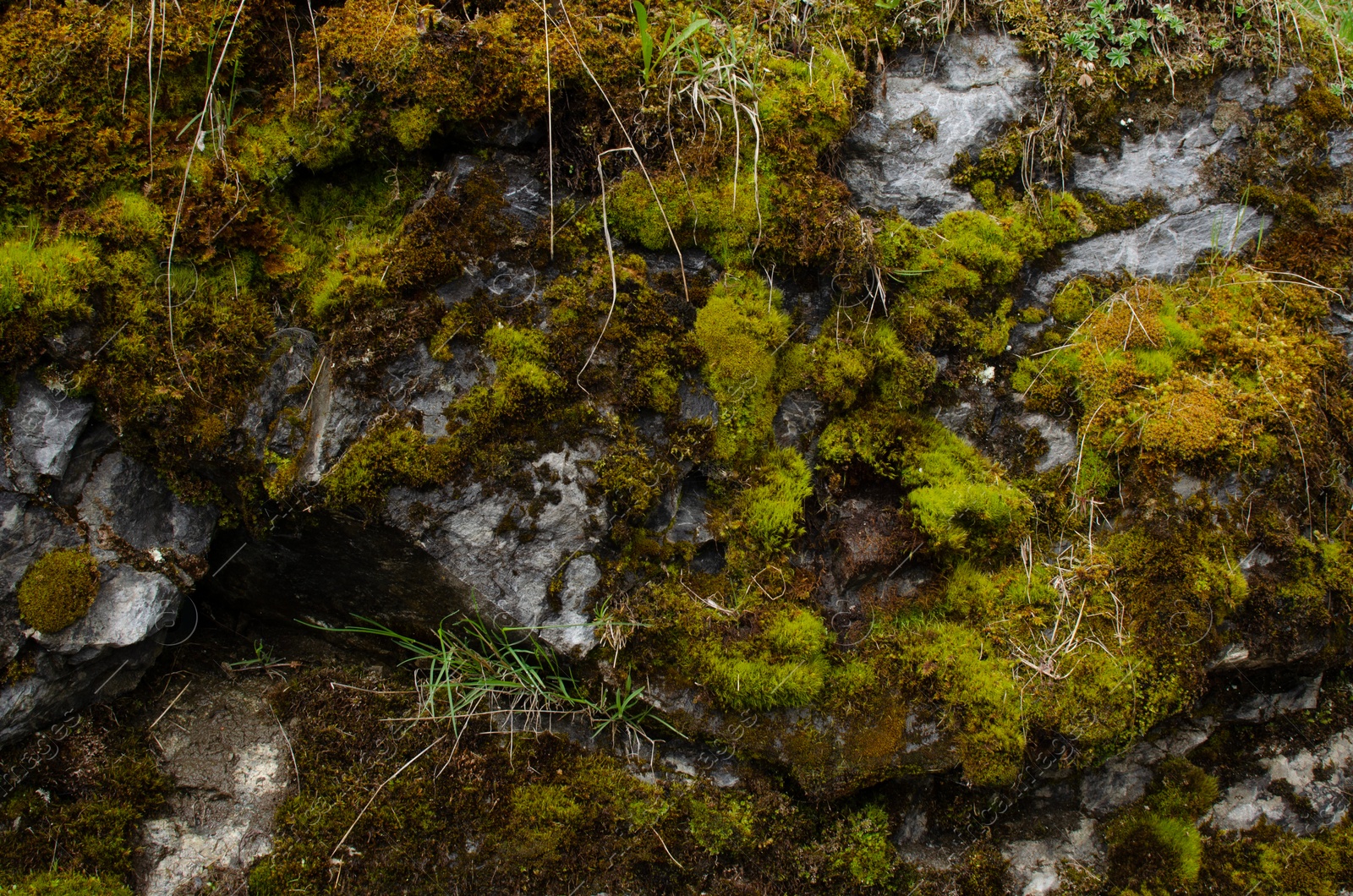 Photo of Rock overgrown with green moss in forest, closeup