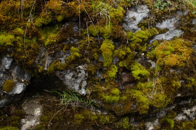 Rock overgrown with green moss in forest, closeup