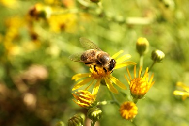 Honeybee collecting nectar from yellow flower outdoors, closeup