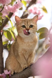 Photo of Cute cat on spring tree branch with beautiful blossoms outdoors