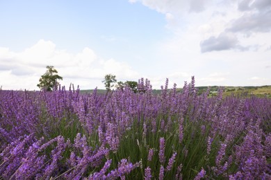 Photo of Picturesque view of lavender field under cloudy sky