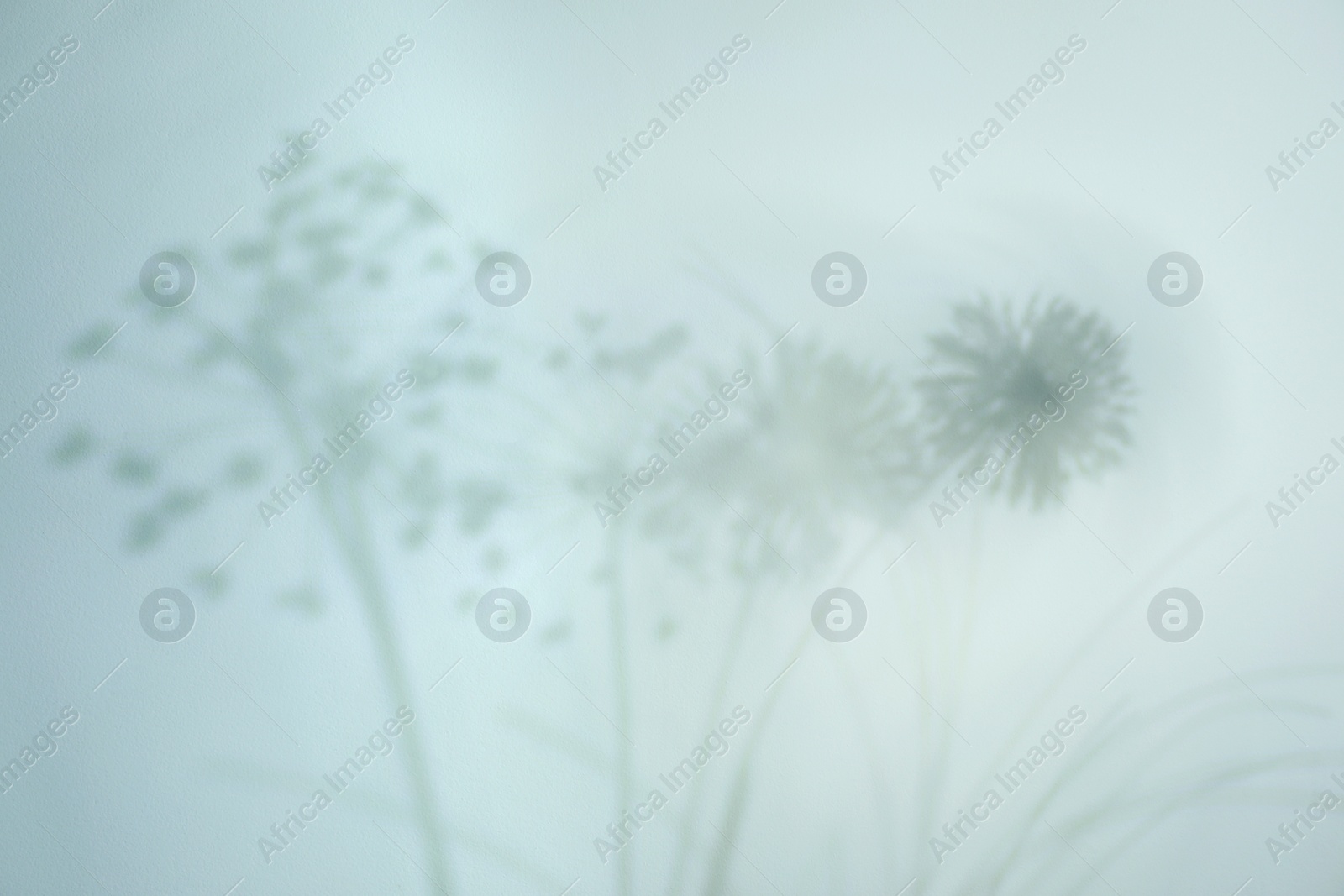 Photo of Shadow of beautiful plant on light background