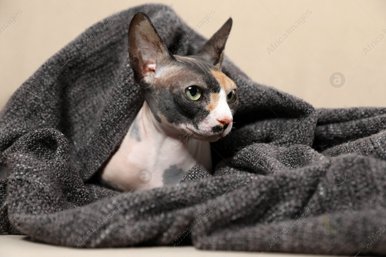 Photo of Cute sphynx cat covered with plaid on sofa. Friendly pet