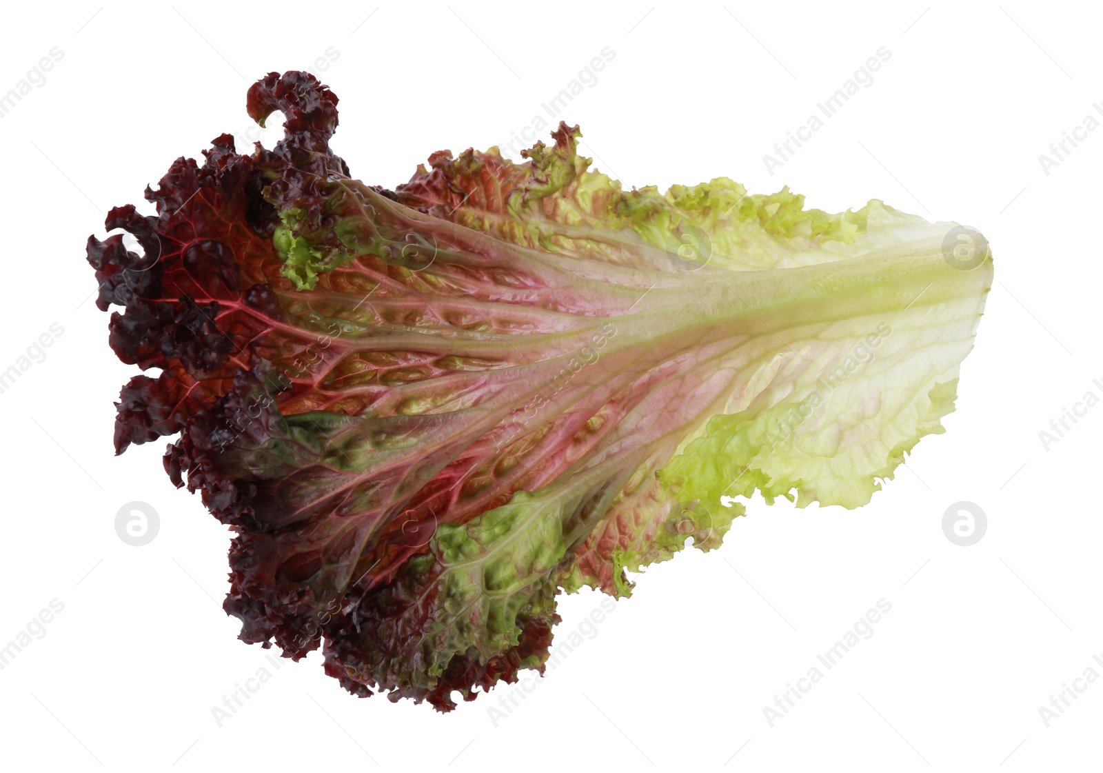 Photo of Leaf of fresh red coral lettuce isolated on white