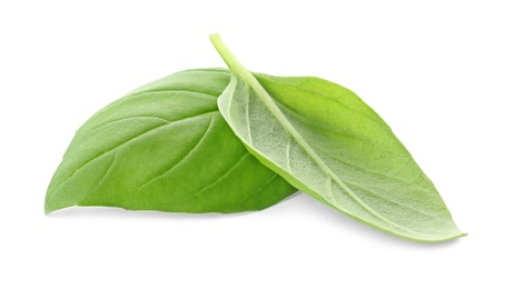 Photo of Fresh green basil leaves on white background