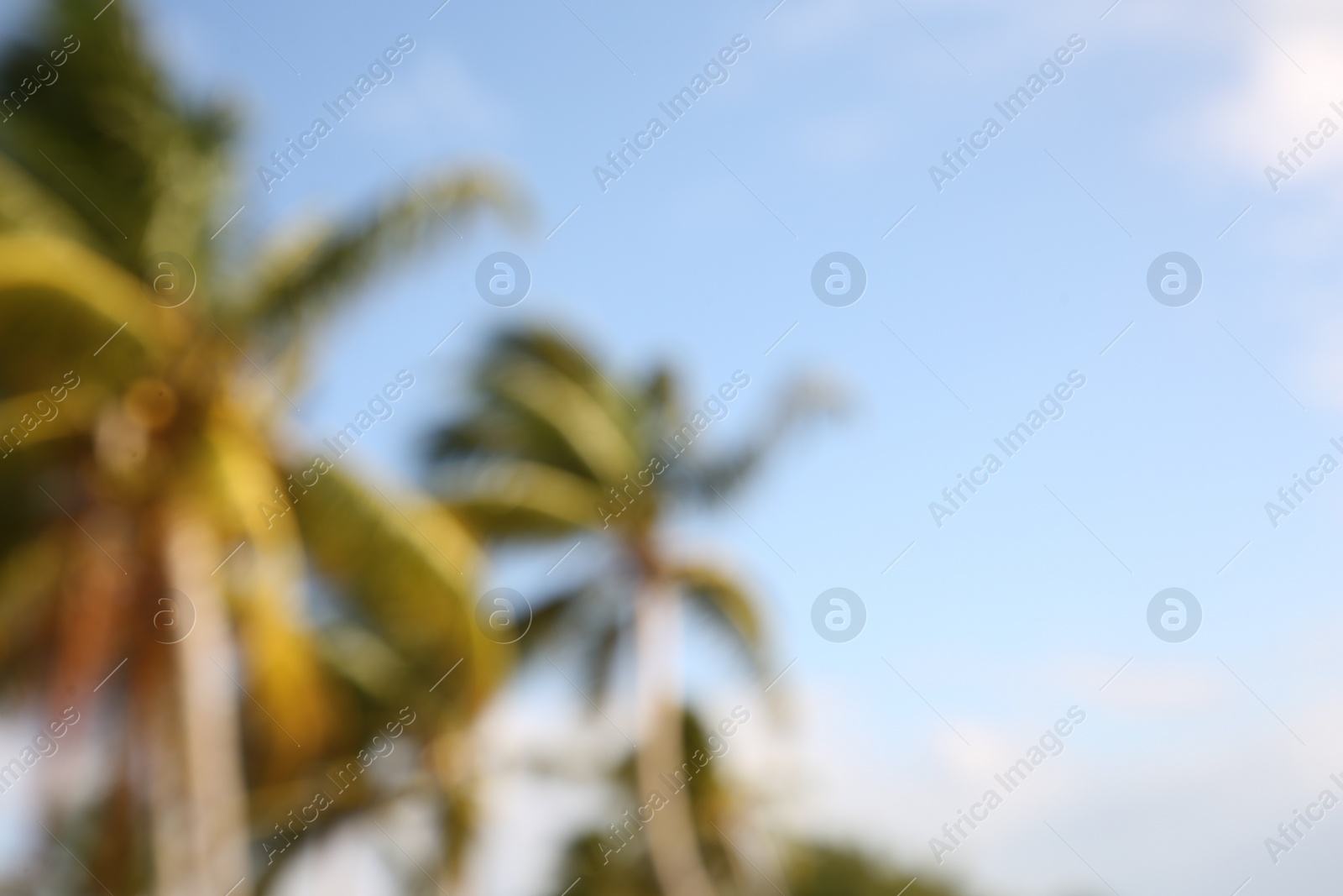 Photo of Blurred view of beautiful palm trees on sunny day