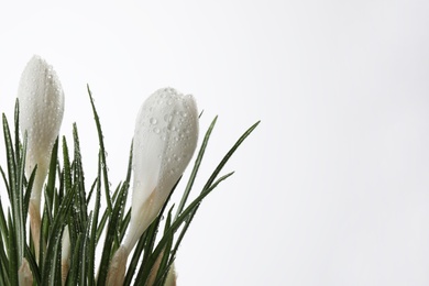 Beautiful crocuses with dew drops on white background. Space for text