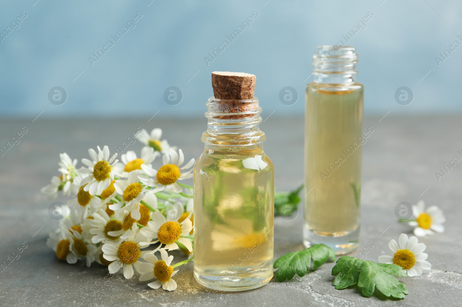 Photo of Bottles of essential oil and fresh chamomiles on grey stone table