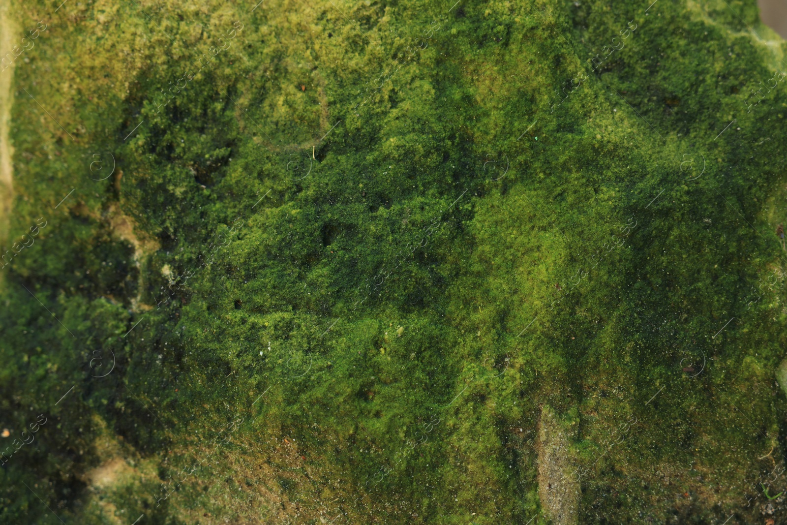 Photo of View of stone covered green moss, closeup