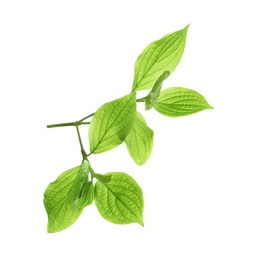 Branch with green leaves on white background