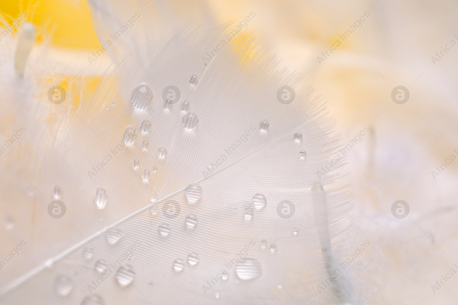 Photo of Fluffy white feathers with water drops as background, closeup