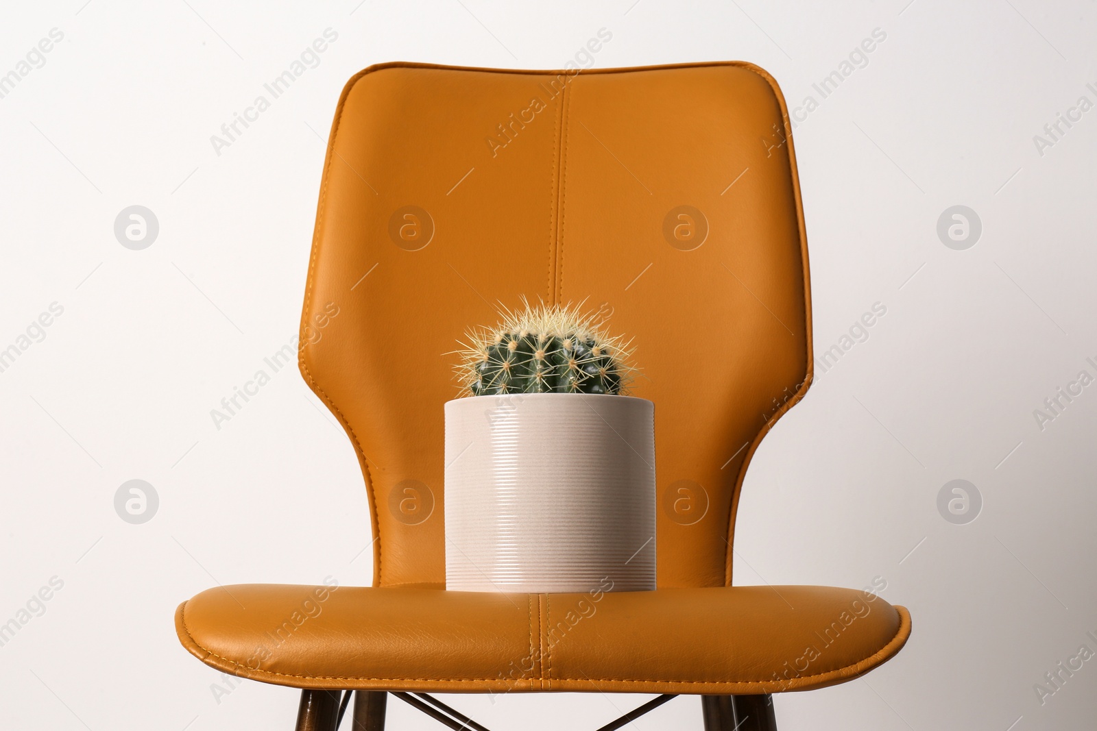 Photo of Chair with cactus on white background. Hemorrhoids concept