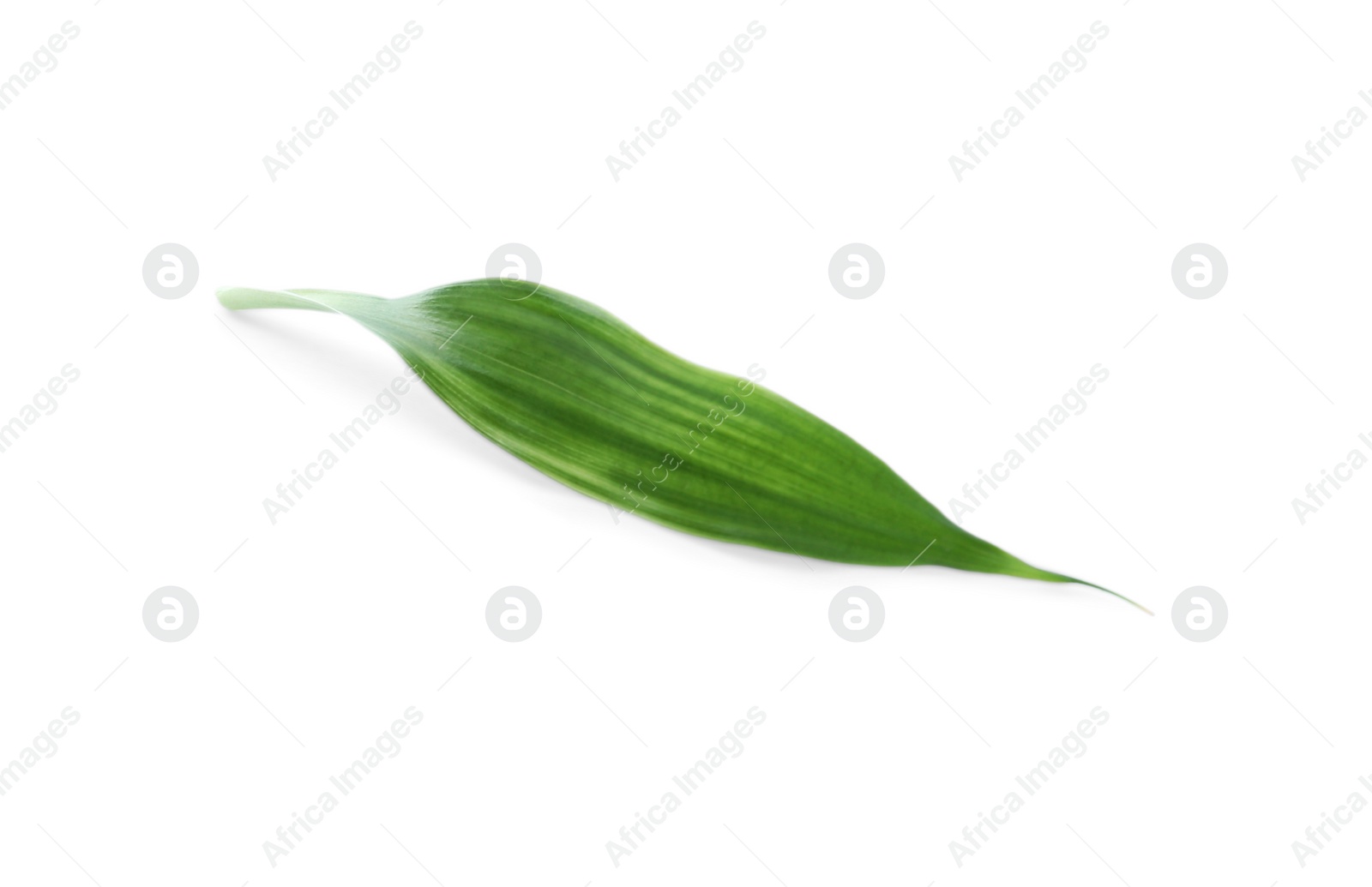 Photo of Fresh green ginger leaf isolated on white