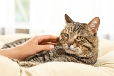 Photo of Owner stroking cute cat on pillow indoors, closeup. Friendly pet