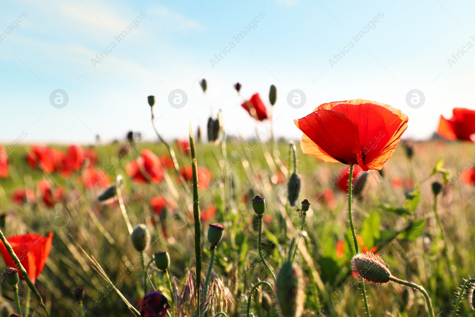 Photo of Sunlit field of beautiful blooming red poppy flowers and blue sky