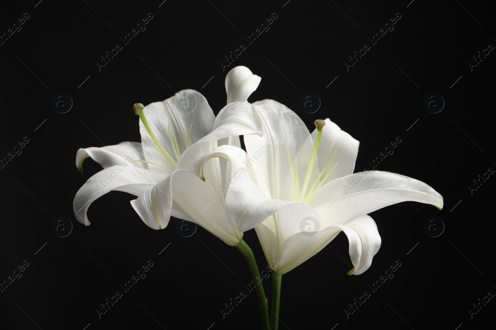 Photo of Beautiful white lily flowers on black background, closeup