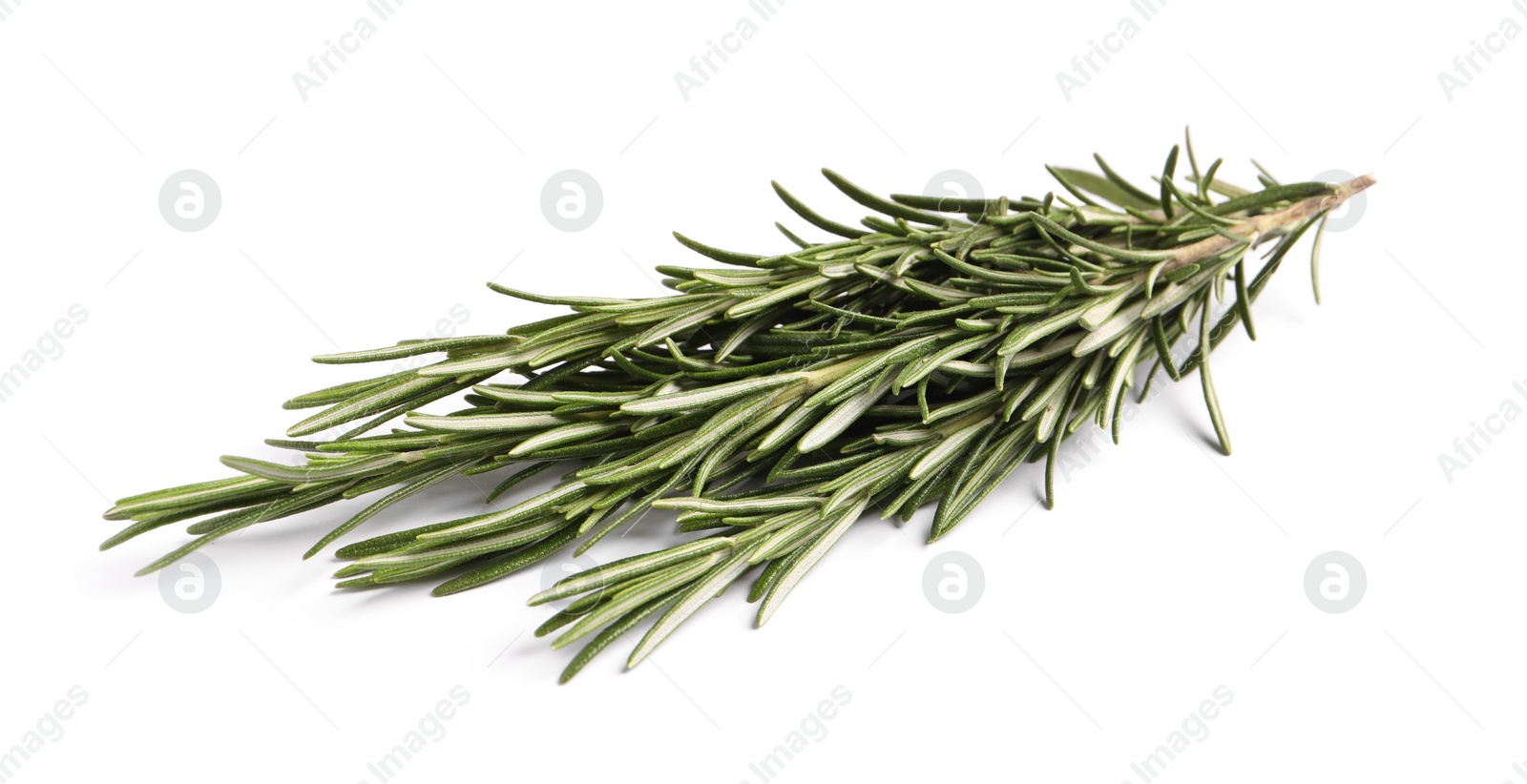 Photo of Sprigs of fresh rosemary isolated on white