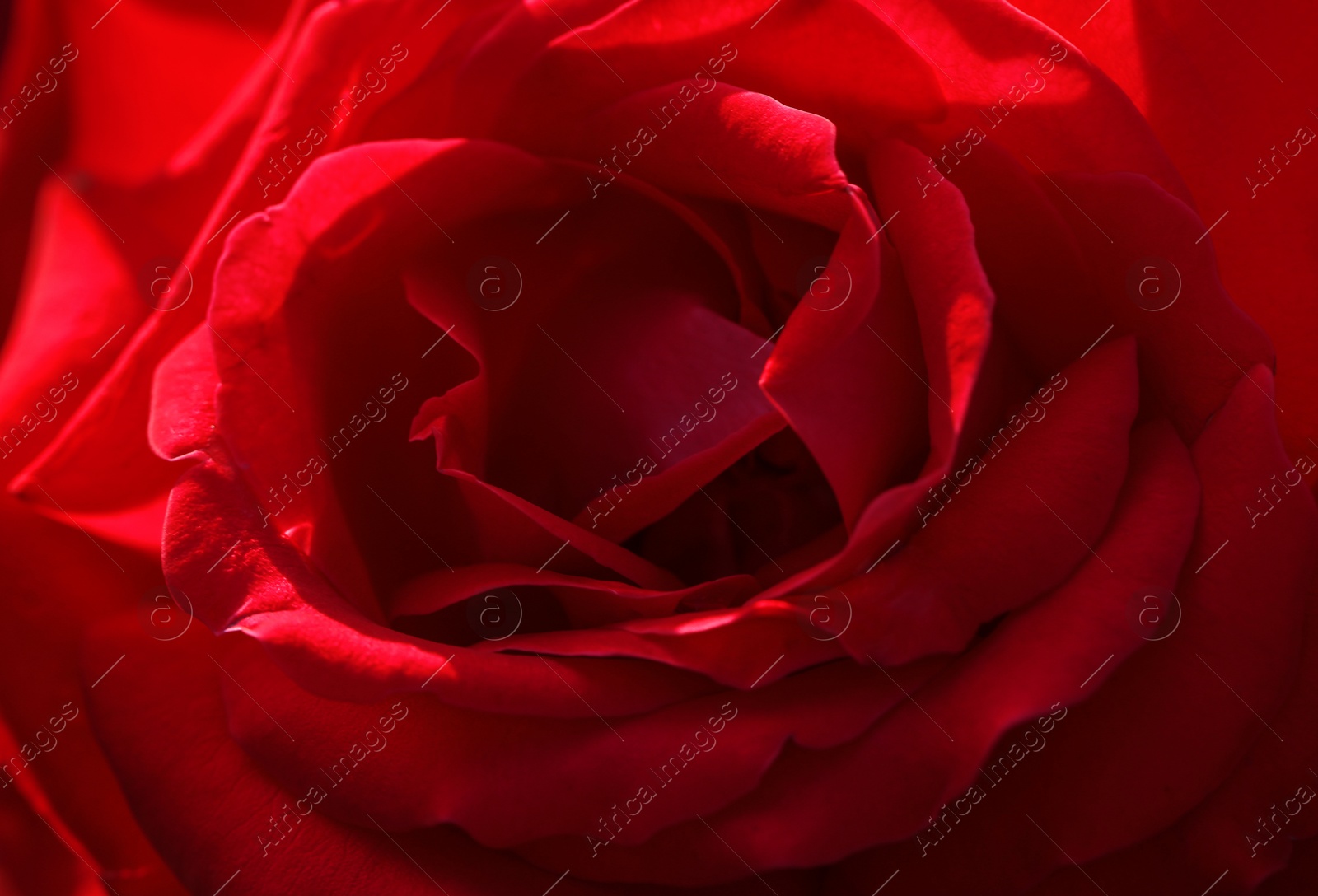 Photo of Closeup view of beautiful blooming rose as background