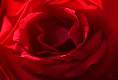 Photo of Closeup view of beautiful blooming rose as background