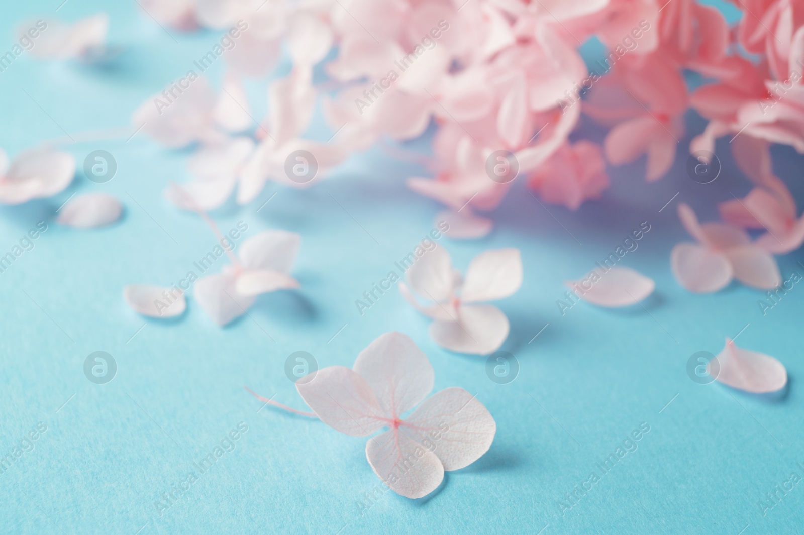 Photo of Beautiful pink hortensia flowers on light blue background, closeup. Space for text