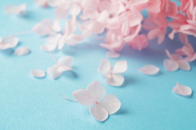 Photo of Beautiful pink hortensia flowers on light blue background, closeup. Space for text