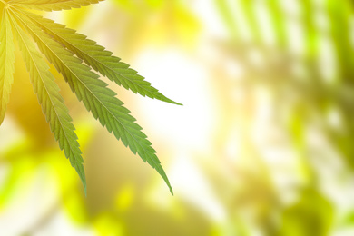Image of Green leaf of hemp plant on blurred background, closeup. Space for text