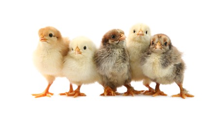 Photo of Many cute chicks isolated on white. Baby animals