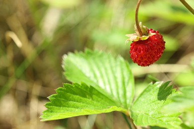 Photo of One small wild strawberry growing outdoors. Space for text