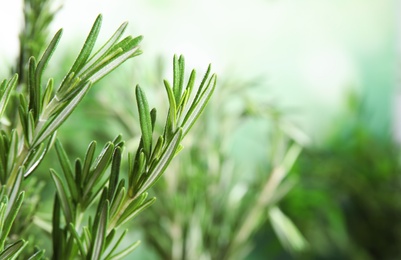 Branches of fresh rosemary on blurred green background, space for text