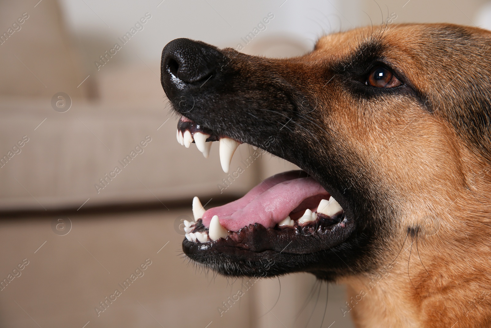 Photo of German Shepherd dog showing its teeth indoors, closeup