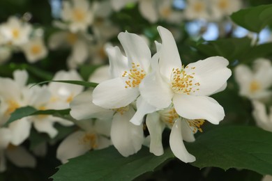 Photo of Beautiful blooming white jasmine shrub outdoors, closeup