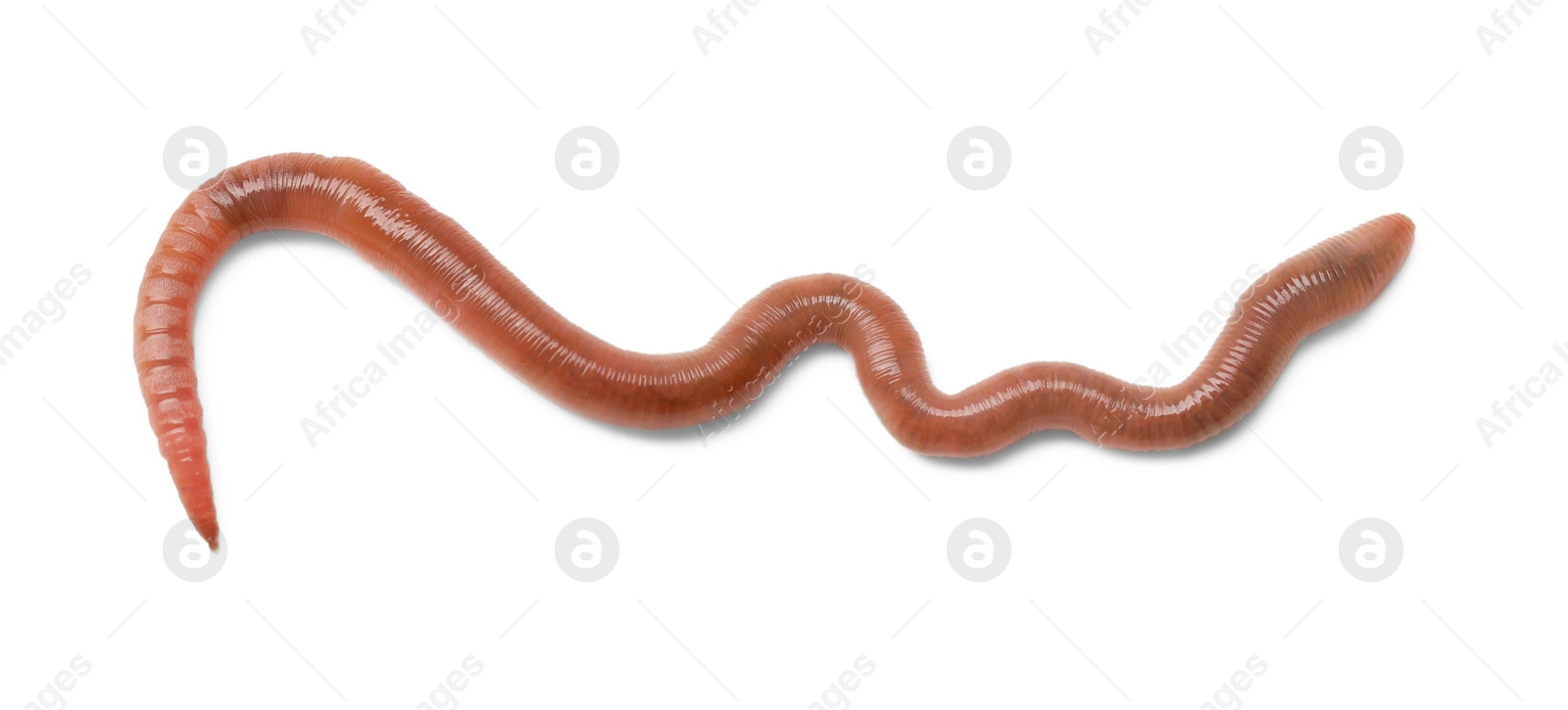 Photo of One earthworm isolated on white. Terrestrial invertebrates