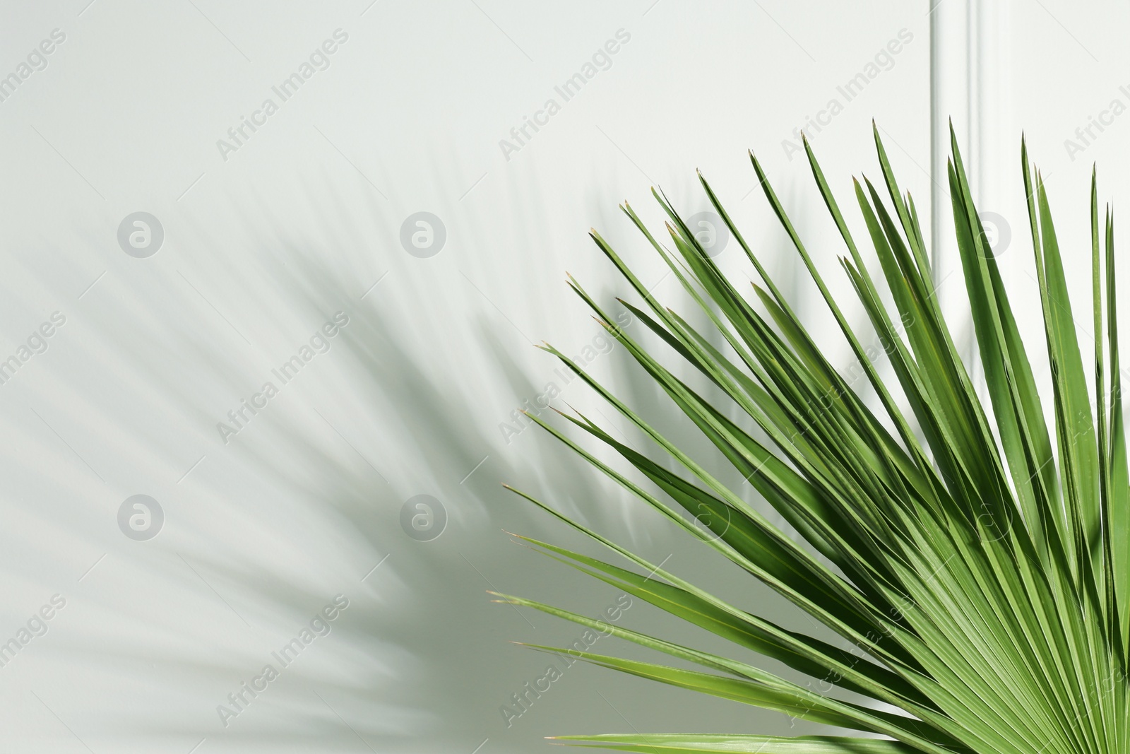 Photo of Tropical palm leaves casting shadow on white wall, space for text