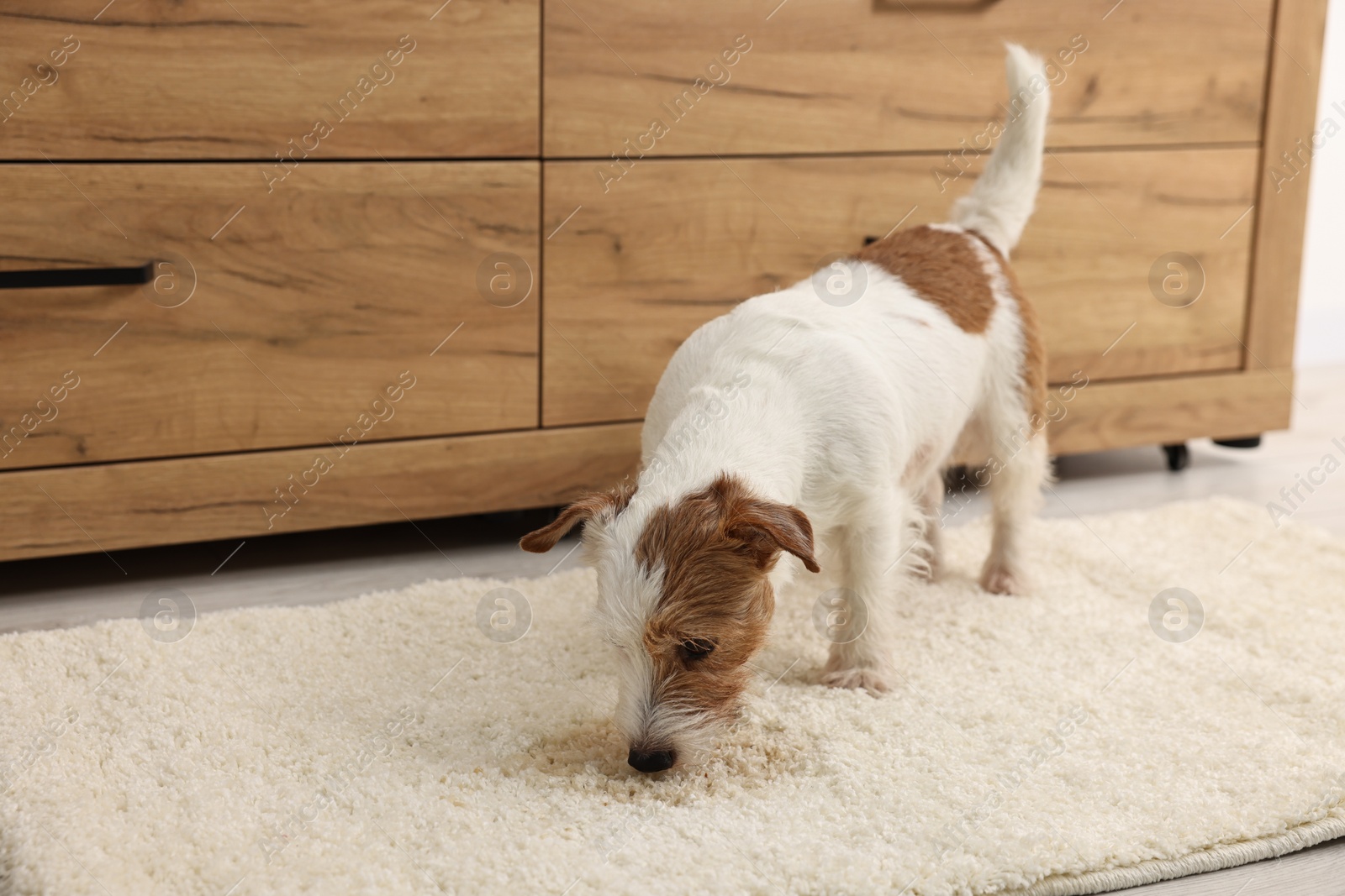 Photo of Cute dog near wet spot on rug indoors