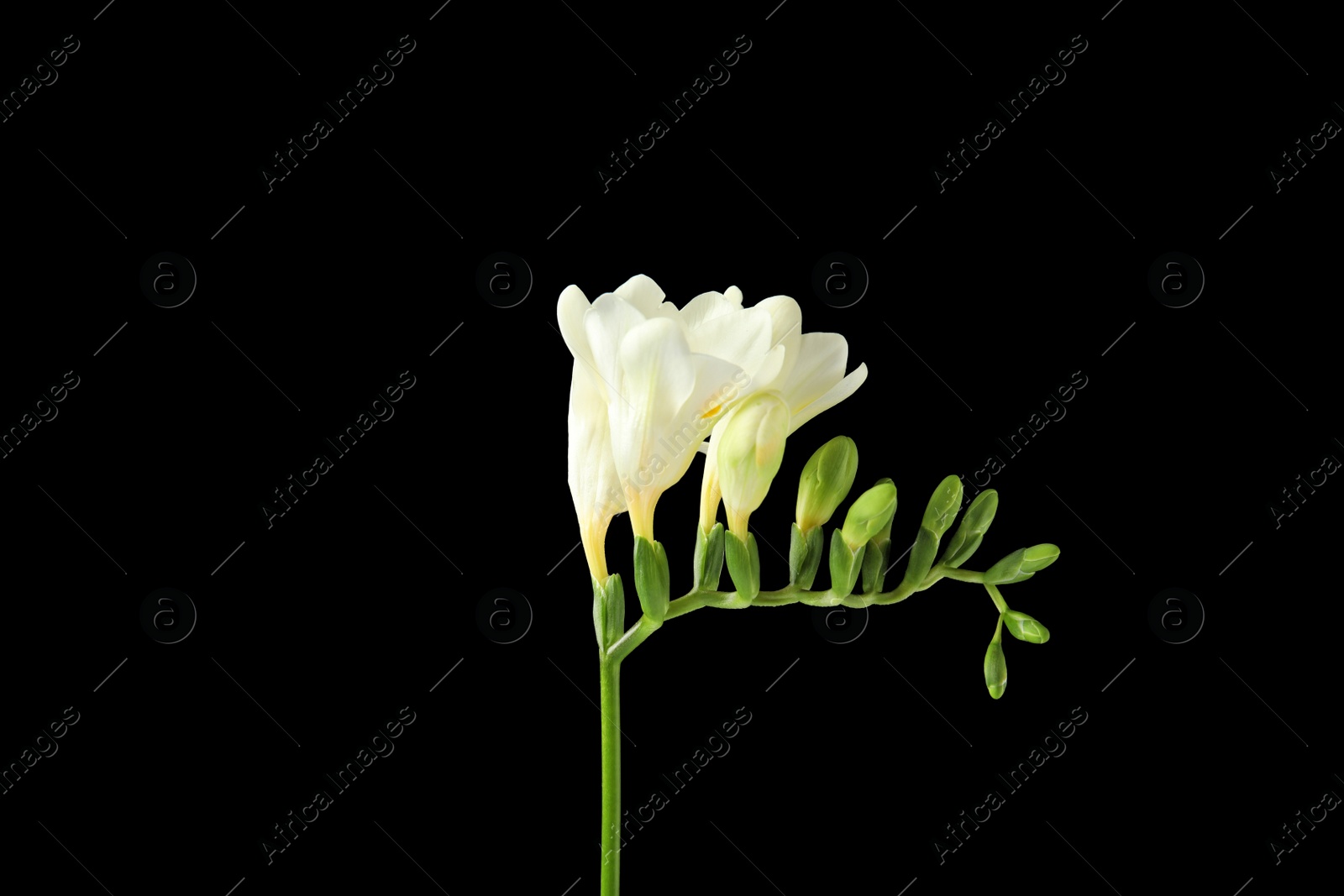 Photo of Beautiful freesia with fragrant flowers on black background