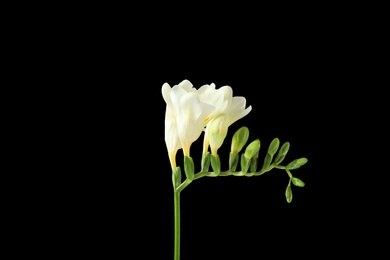 Photo of Beautiful freesia with fragrant flowers on black background
