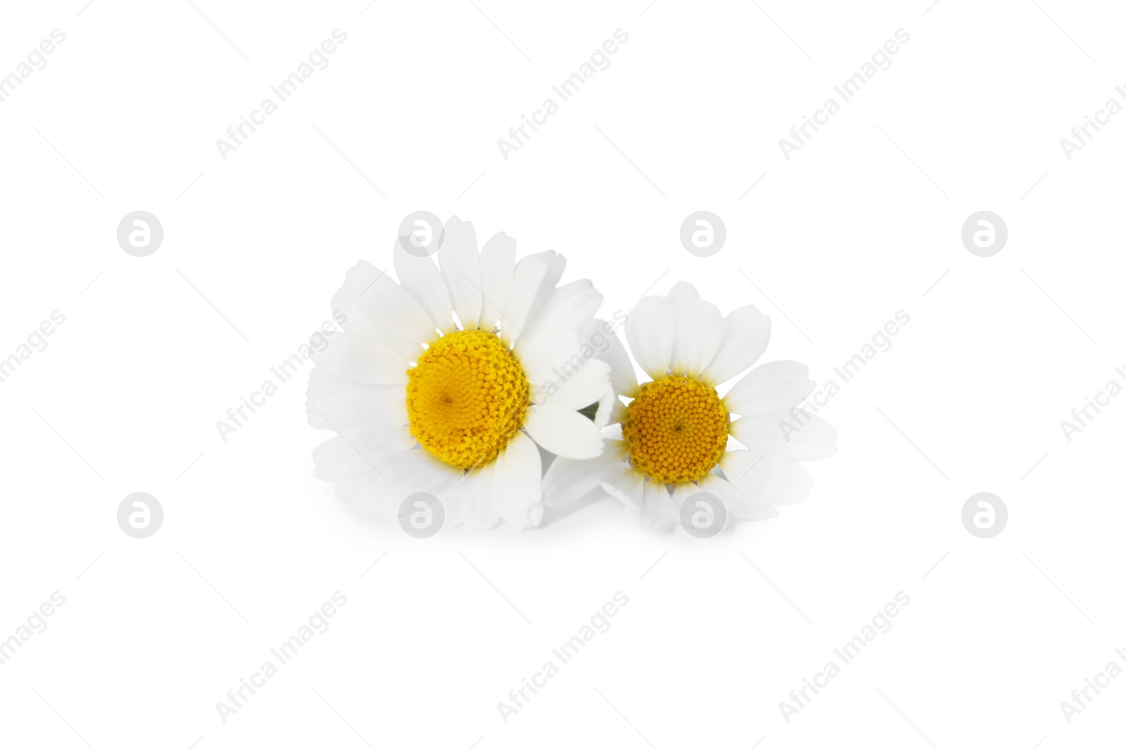 Photo of Two beautiful chamomile flowers on white background