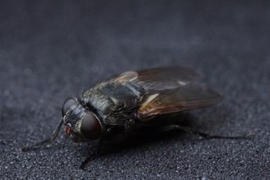 Photo of One fly on black textured background, macro view