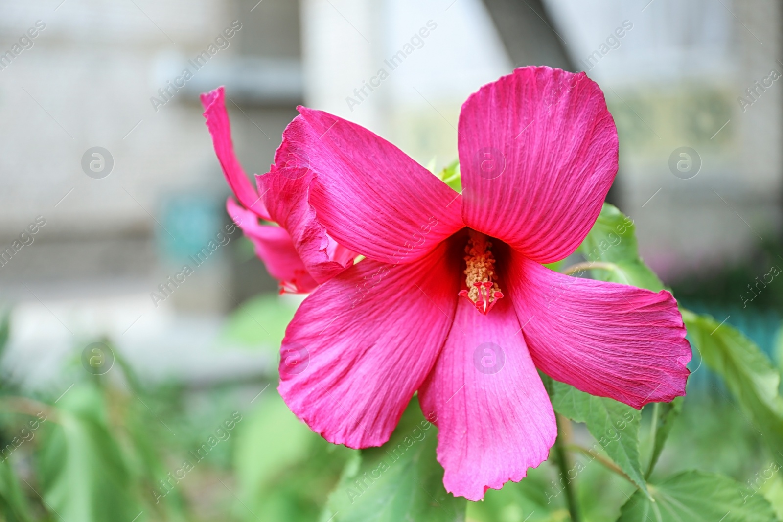 Photo of Beautiful tropical Hibiscus flower on bush outdoors