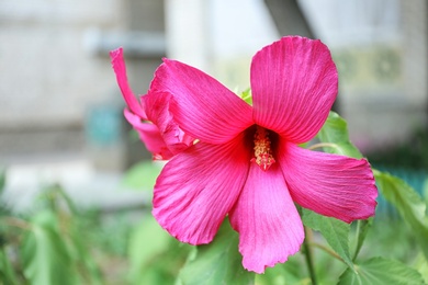 Photo of Beautiful tropical Hibiscus flower on bush outdoors