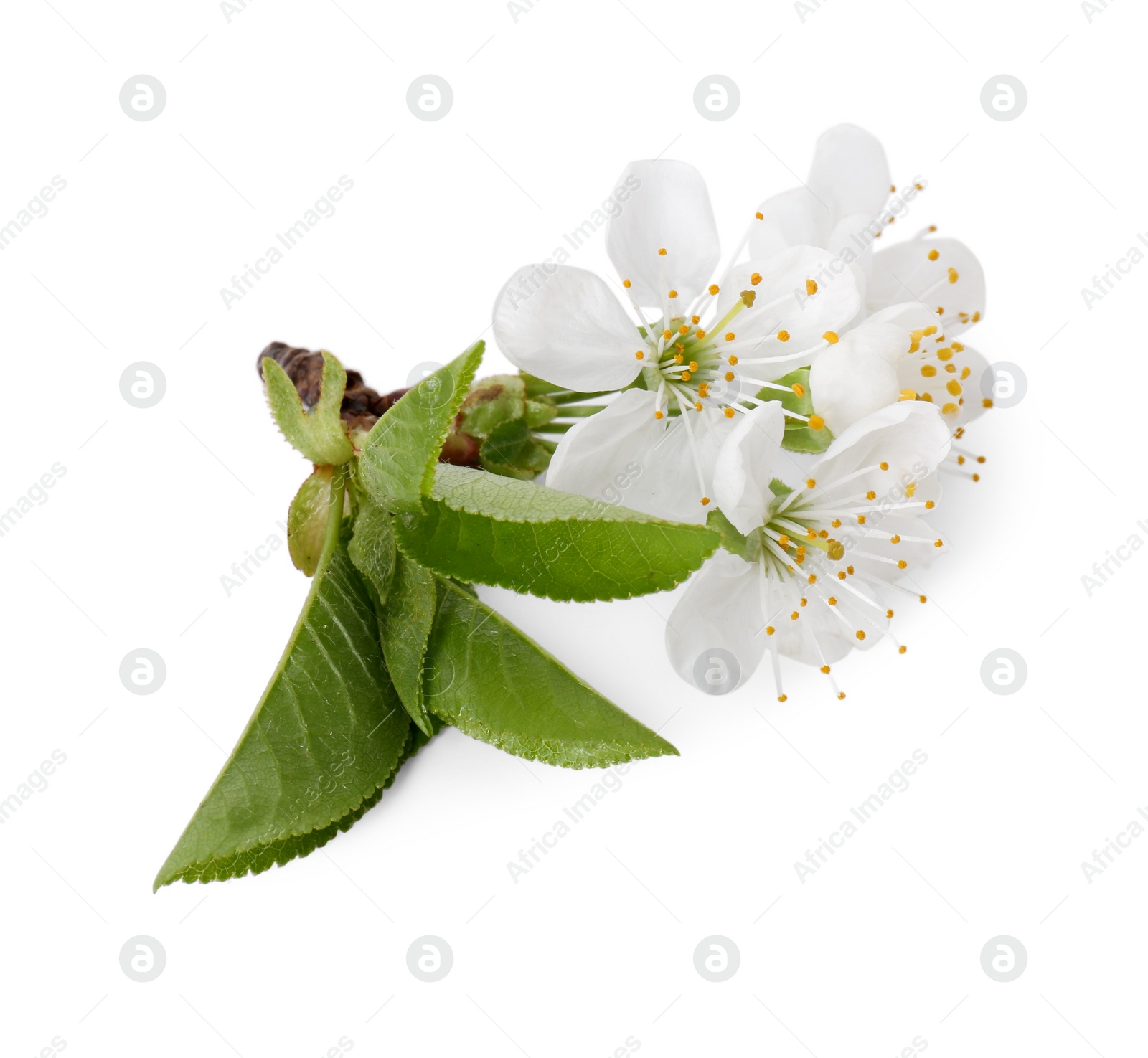 Photo of Beautiful spring blossoms with leaves isolated on white