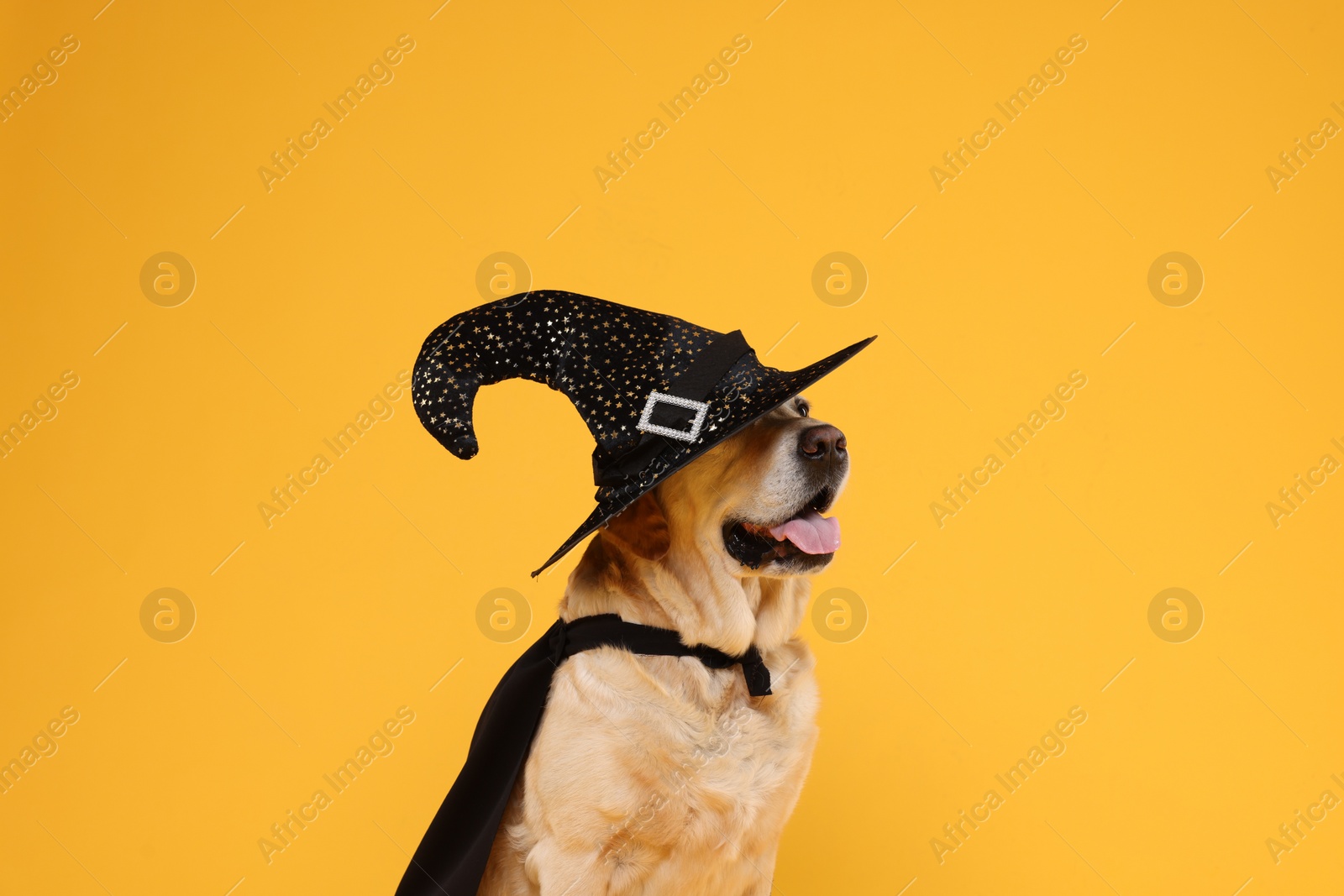 Photo of Cute Labrador Retriever dog in black cloak and hat on orange background. Halloween celebration