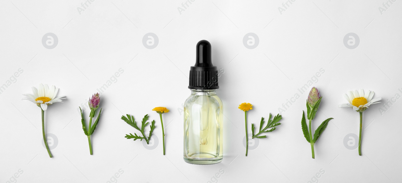 Photo of Bottle of essential oil and wildflowers on white background, top view