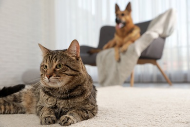 Photo of Tabby cat on floor and dog on sofa in living room