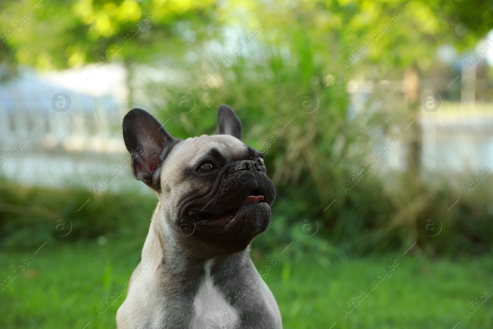 Photo of Cute French bulldog outdoors on summer day. Lovely pet