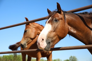 Chestnut horses at fence outdoors on sunny day, closeup. Beautiful pet